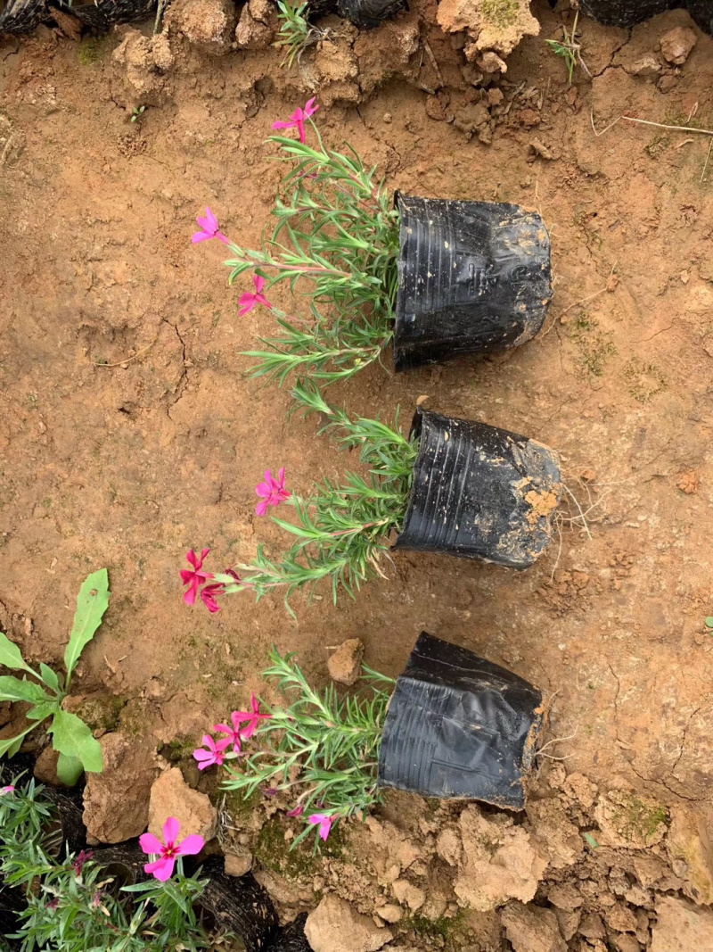 绿化芝樱培育基地