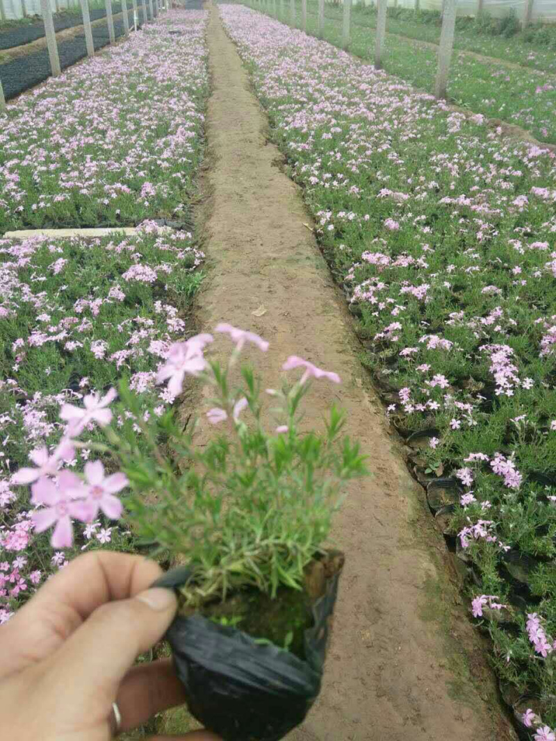 绿化芝樱培育基地
