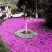 绿化芝樱培育基地