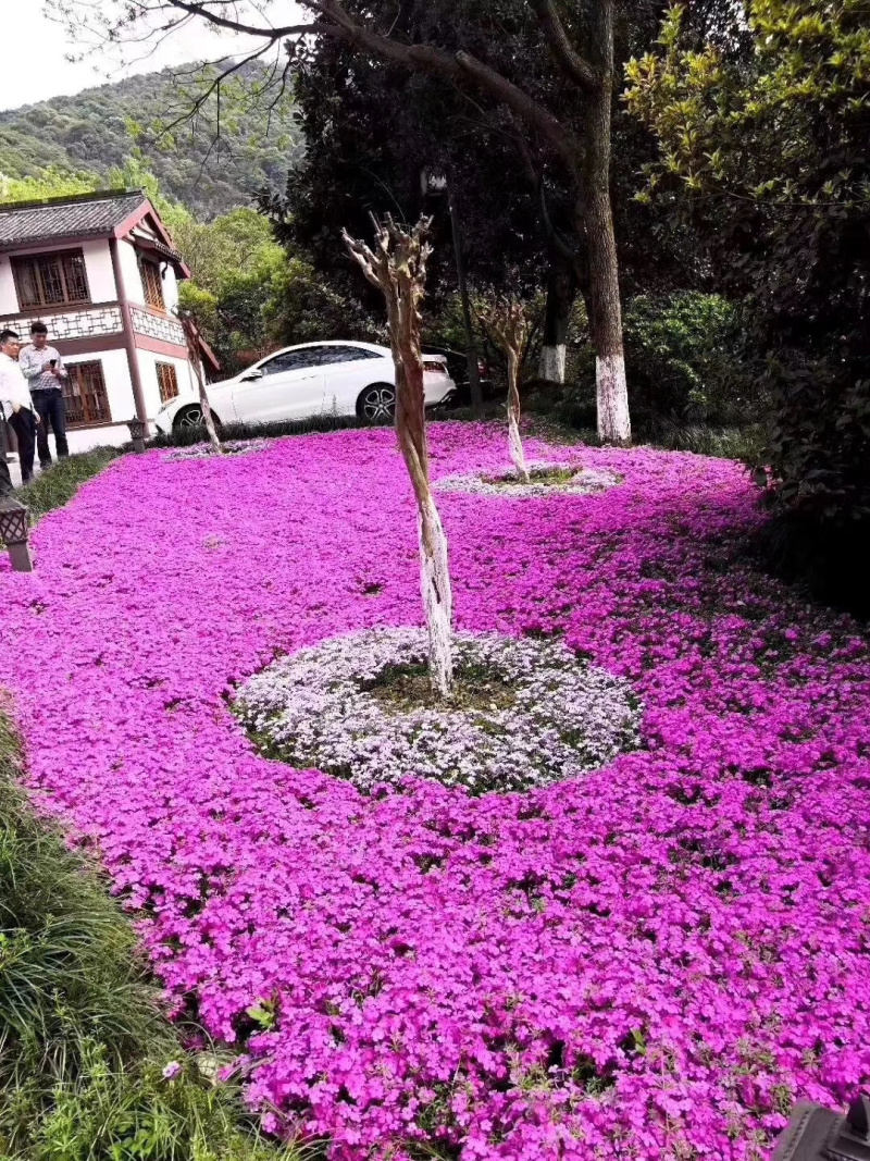 绿化芝樱培育基地