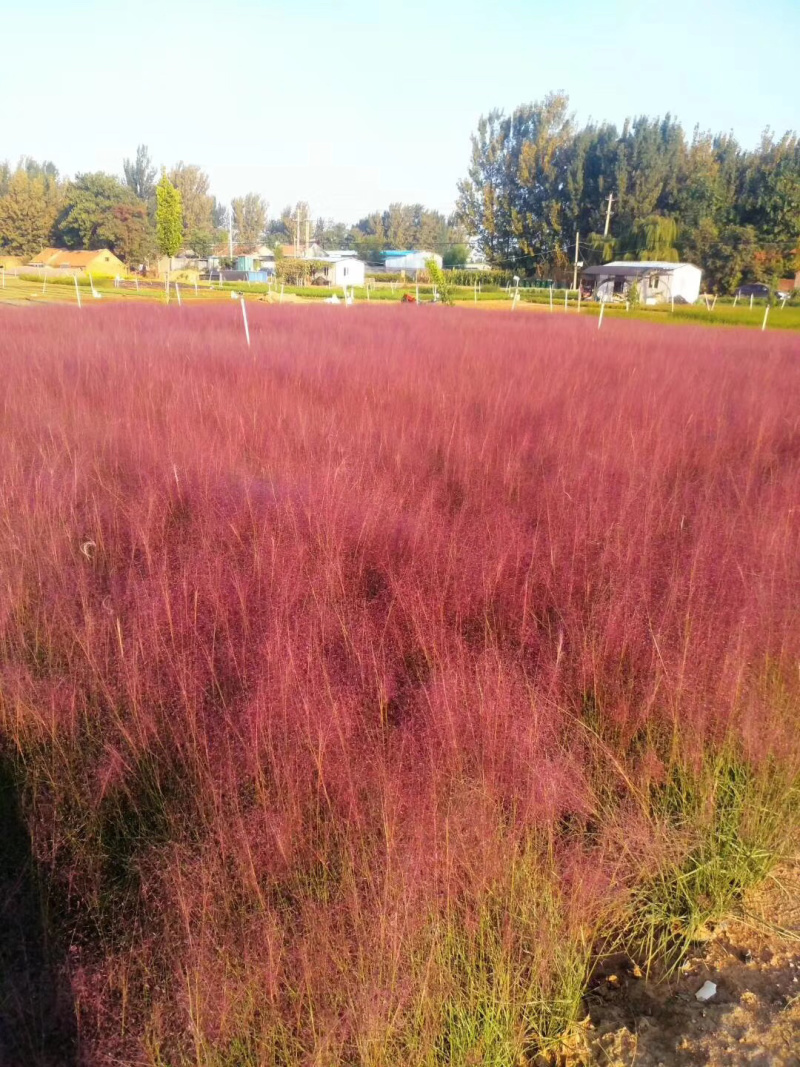 粉黛乱子草培育基地