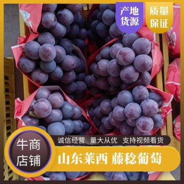 藤稔葡萄，乒乓球葡萄，藤引葡萄，山东莱西产地直发电联采购