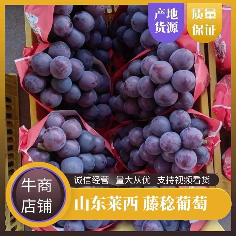 藤稔葡萄，乒乓球葡萄，藤引葡萄，山东莱西产地直发电联采购