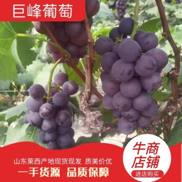 山东莱西巨峰葡萄，规格多样，货源充足，对接各地市场，电联