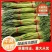 【荐】精品商丘蒜薹产地一手货源全国代发欢迎选购