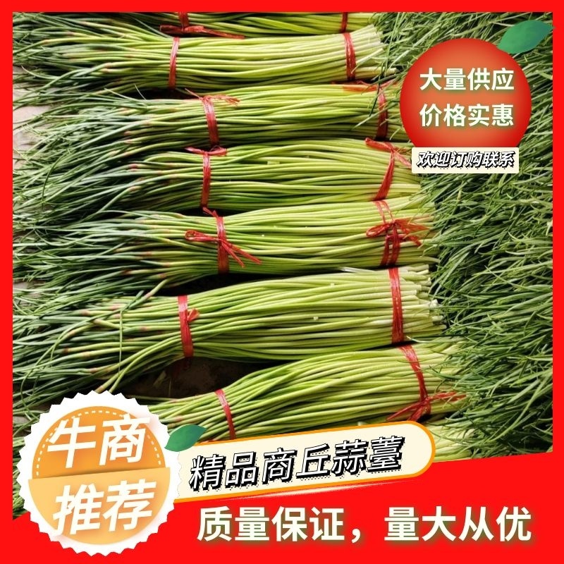 【荐】精品商丘蒜薹产地一手货源全国代发欢迎选购