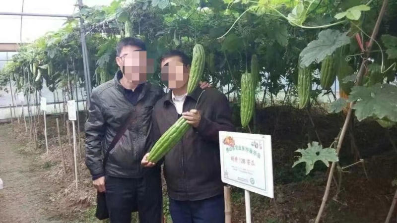 瓜油亮皮色油绿早熟瓜多强丰苦瓜种子泰国引进