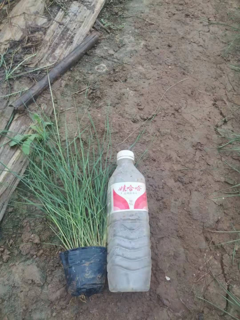 粉黛乱子草基地