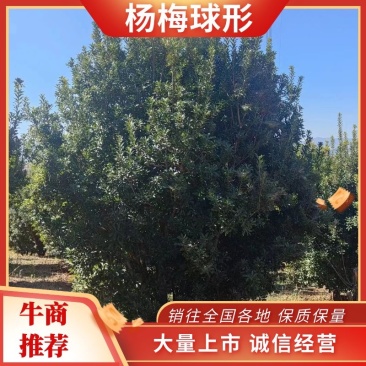 湖南杨梅树荆州精品杨梅树量大从优欢迎来电