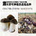大球盖菇，赤松茸三级菌种厂家直销，现货直销。