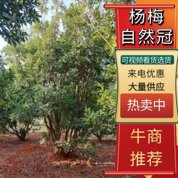 湖南杨梅荆州精品杨梅树大量出货欢迎来电咨询