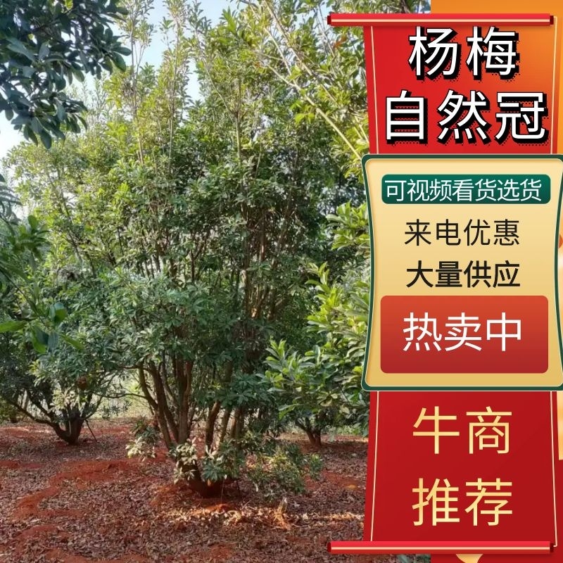 湖南杨梅荆州精品杨梅树大量出货欢迎来电咨询