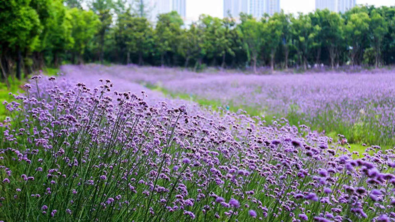 马鞭草基地