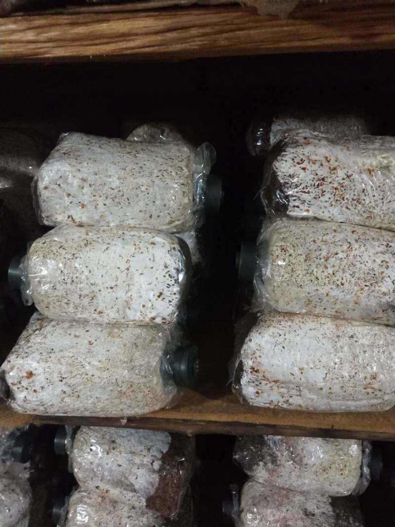 现货竹荪菌种，长裙、红托竹荪栽培种，厂家直销，欢迎咨询