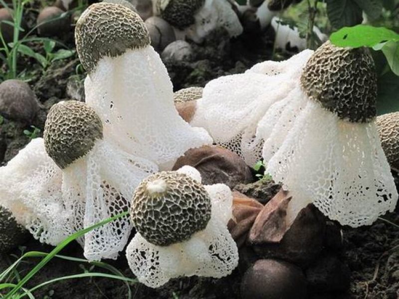 现货竹荪菌种，长裙、红托竹荪栽培种，厂家直销，欢迎咨询