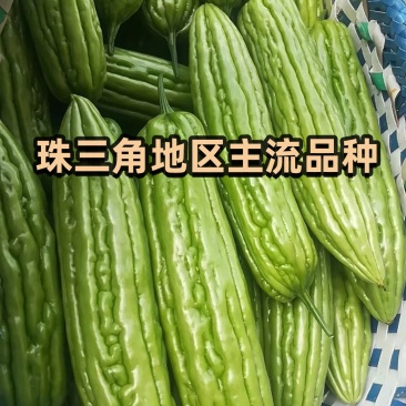 瓜油亮皮色油绿早熟瓜多强丰苦瓜种子泰国引进