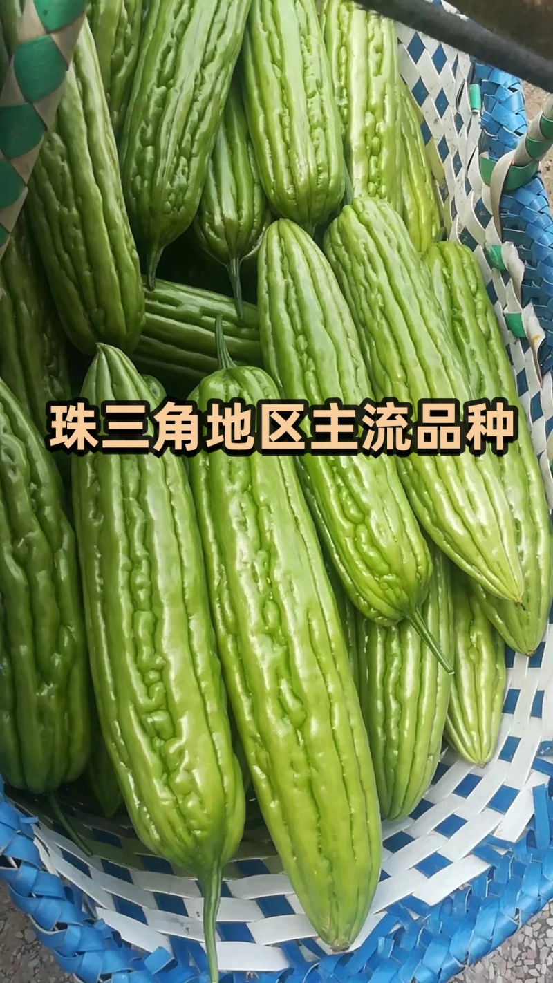 瓜油亮皮色油绿早熟瓜多强丰苦瓜种子泰国引进
