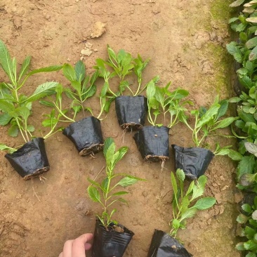 马鞭草批发种植基地