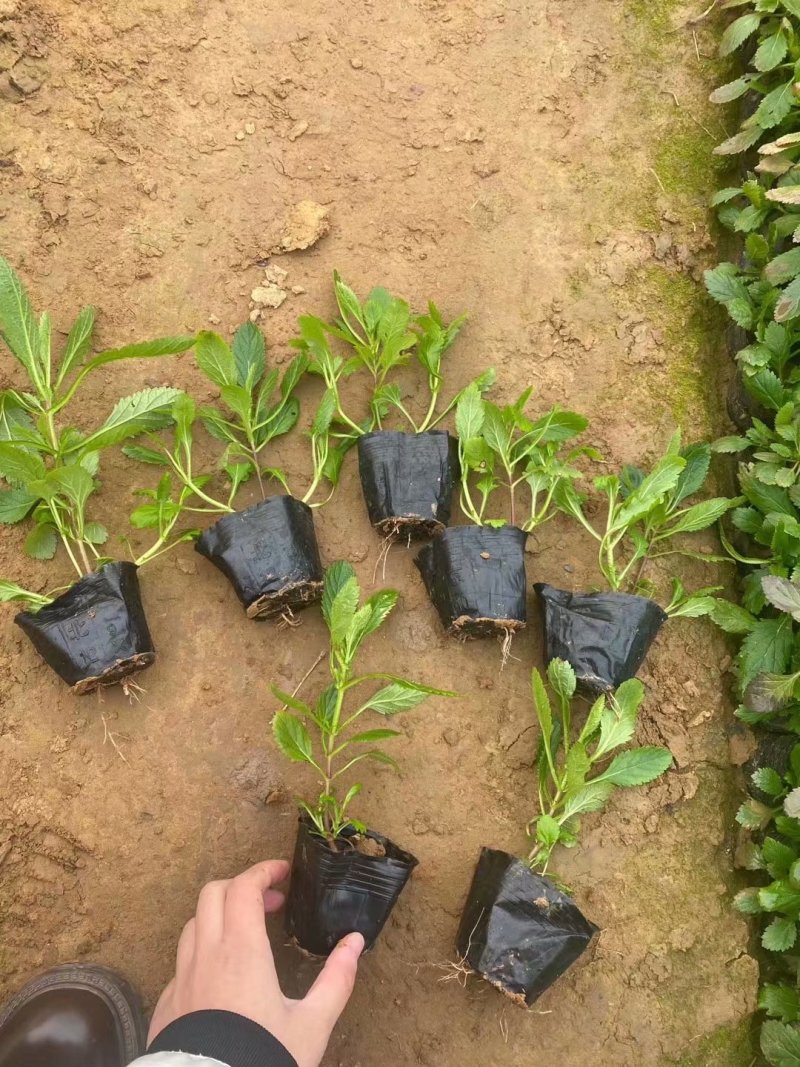 马鞭草批发种植基地