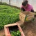 马鞭草批发种植基地
