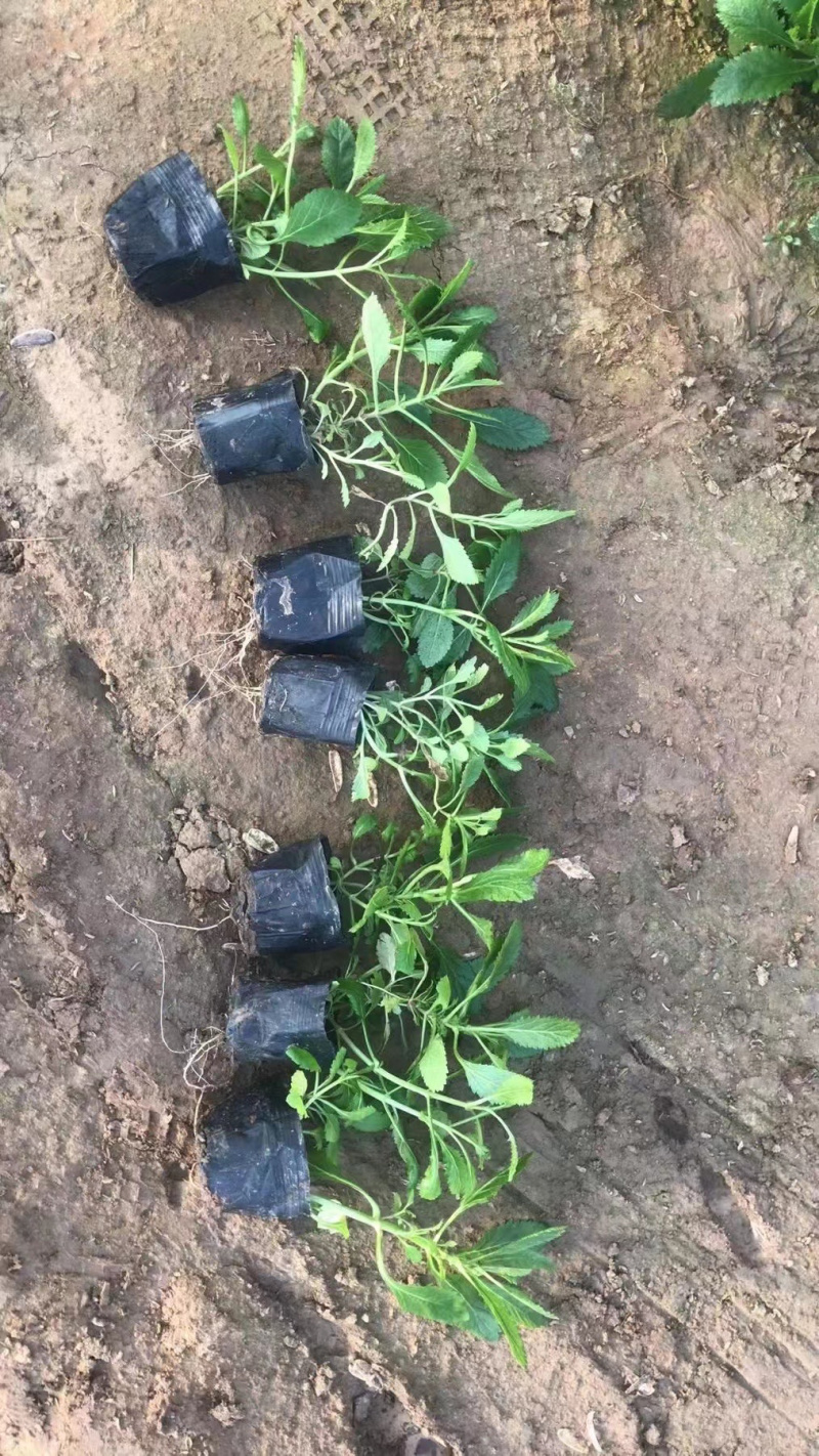 马鞭草批发种植基地