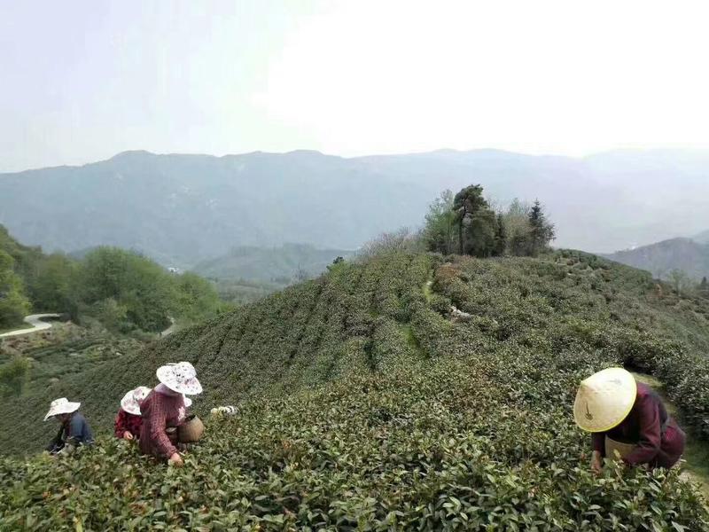 毛尖茶叶正宗信阳毛尖，自有茶山，大量供应，一级毛尖绿茶