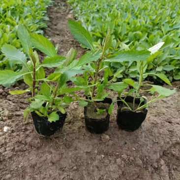 青州马鞭草供应基地