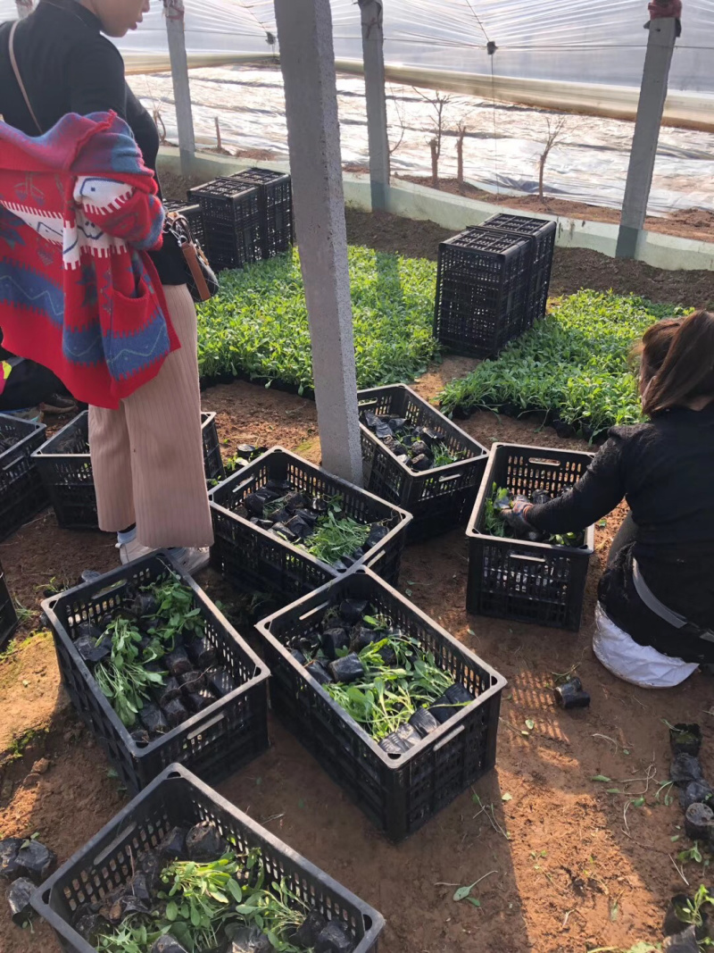 青州马鞭草供应基地