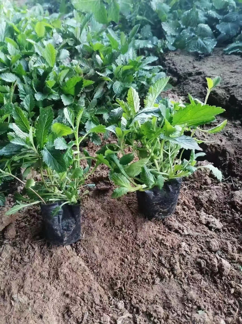 青州马鞭草供应基地