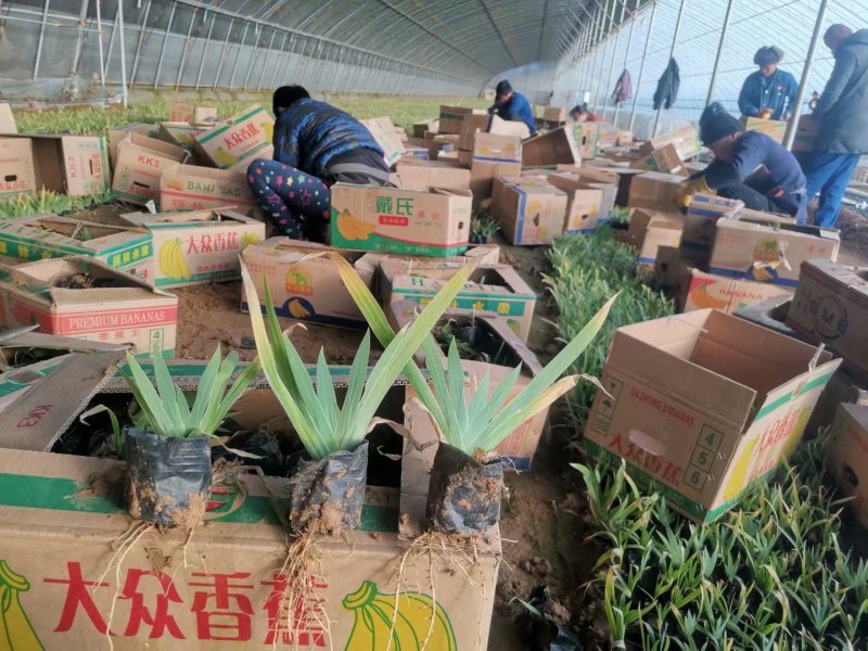 鸢尾批发基地
