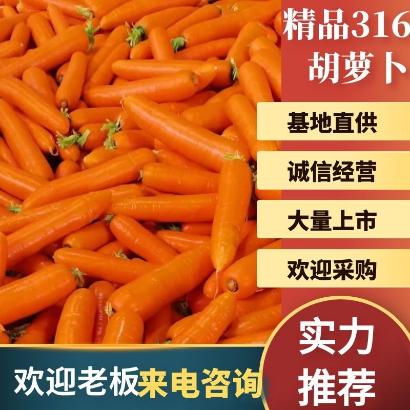 精品胡萝卜316大量上市基地直供一手货源品质保证诚信经营