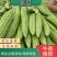 河南苦瓜/焦作苦瓜/精品苦瓜条形顺长颜色绿可市场电商代发全国
