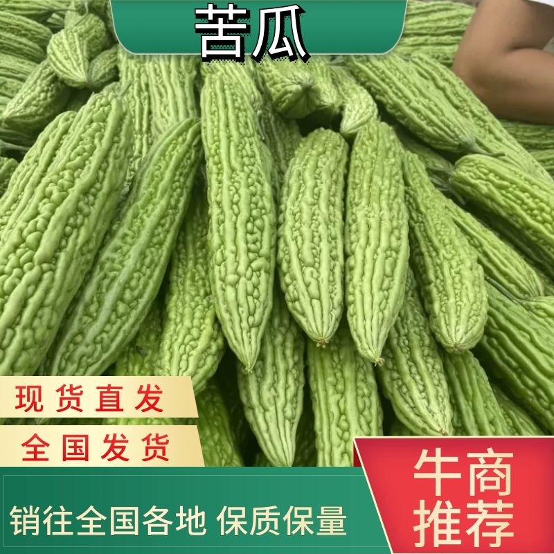 河南苦瓜/焦作苦瓜/精品苦瓜条形顺长颜色绿可市场电商代发全国