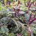 护坡灌木种子紫穗槐籽紫穗槐种子园林绿化护坡草坪草