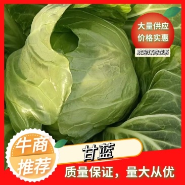 河北邯郸中甘甘蓝大量上市产地发货全國欢迎新老客户咨询