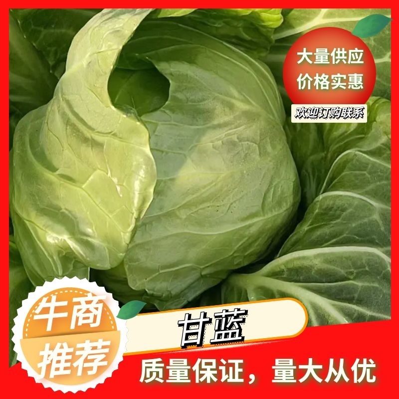 河北邯郸中甘甘蓝大量上市产地发货全國欢迎新老客户咨询