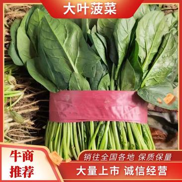 河北邯郸永年菠菜大量上市一手货源产地发货量大从优