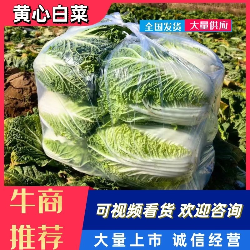 河北邯郸永年大白菜一手货源货源充足价格便宜欢迎咨询