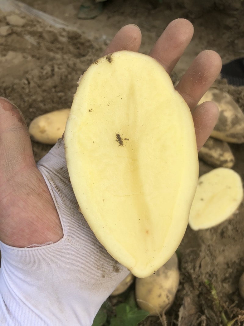 新鲜黄土豆精品供应现摘现挖个头大供应电商，加工厂