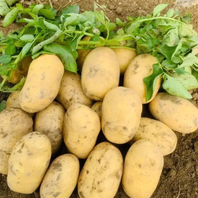 新鲜黄土豆精品供应现摘现挖个头大供应电商，加工厂