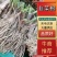 河北韭菜根韭菜苗好栽种紫根韭菜根非韭菜基地种植
