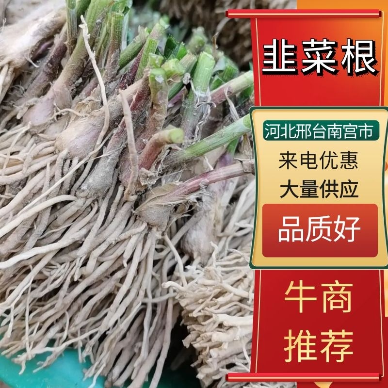 河北韭菜根韭菜苗好栽种紫根韭菜根非韭菜基地种植