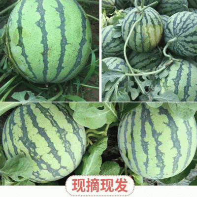 【推荐西瓜】金城5号西瓜个头大糖度高质量保障视频看货欢迎来电