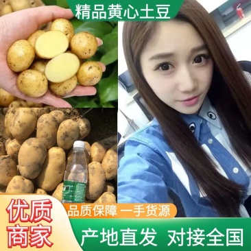 新鲜黄土豆精品供应现摘现挖个头大供应电商，加工厂