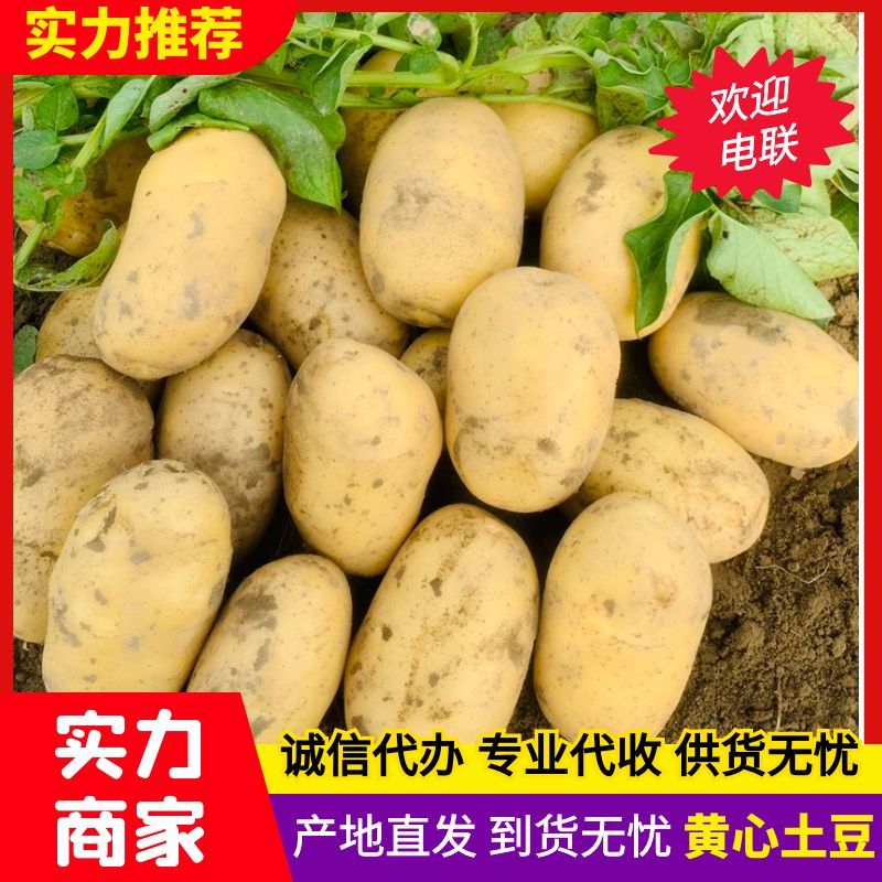 【精品】黄心土豆货源充足皮毛光亮实地考察全国发货