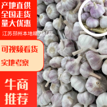 江苏邳州本地精品红蒜产地直供全国发货欢迎咨询选购