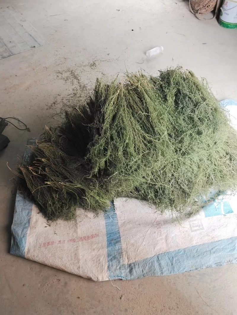 甘肃省陇南市西和县，高含量淫羊藿，麦黄草，艾蒿欢迎订购