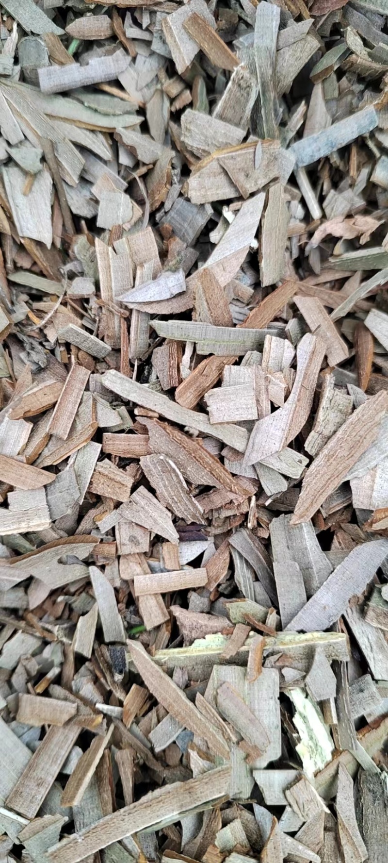 甘肃陇南市西和大片小片鬼箭羽量大从优对接全国欢迎订购