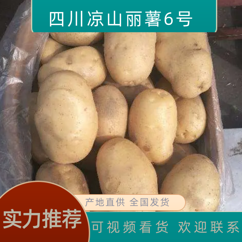【专业代办】大凉山丽薯六号土豆大量供应市场商超