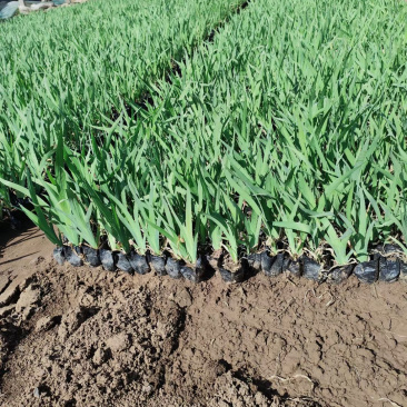 红花鸢尾批发